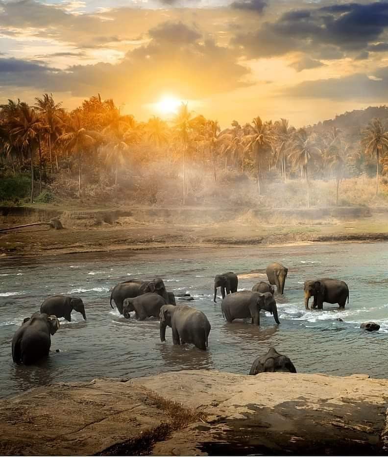 Elephant Park